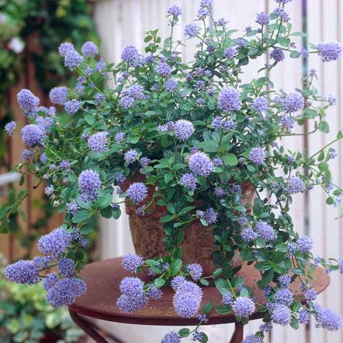 Latnatec Thyrsifl. Var. Repens - : Monžstvo balíkov: 1 kus