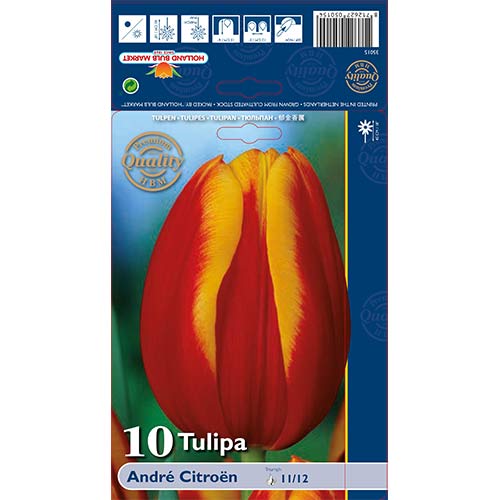 10 db, Tulipán Andre Citroen - Hagymák: Mod de ambalare: 10 db