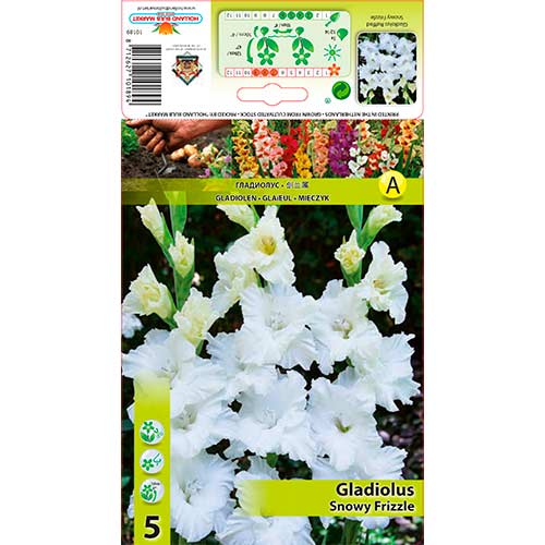 5 Stück, Großblumige Gladiole Snowy Frizzle - Zwiebeln: Ilość w opakowaniu: 5 Stück