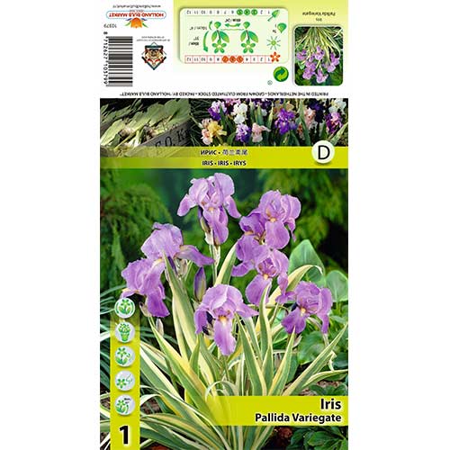 1 Stück, Bartlose Schwertlilie Pallida Variegata - Zwiebeln: Ilość w opakowaniu: 1 Stück