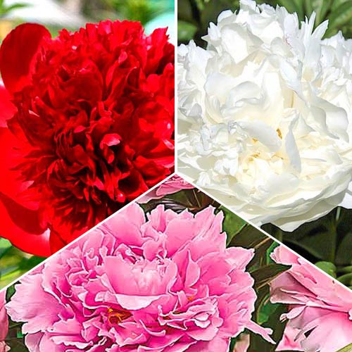 Oferta especial! Peónias, conjunto de 3 bolbos - Plantas perenes: Ilość w opakowaniu: 3 bulbe