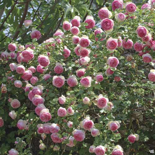 Rosa trepadora Eden Rose , C3 - Plántulas: Ilość w opakowaniu: 1 plantas