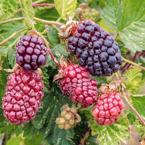 1 saz, Malinoostružina Boysenberry - : Monžstvo balíkov: 1 saz