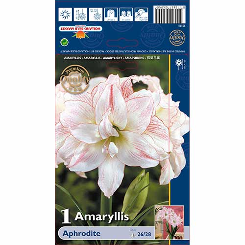 1 cib, Amarylka Aphrodite - : Monžstvo balíkov: 1 cib