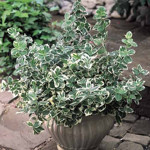 1 db, Kúszó kecskerágó (Euonymus) Emerald Gaiety, C2 - Palánták: Mod de ambalare: 1 db