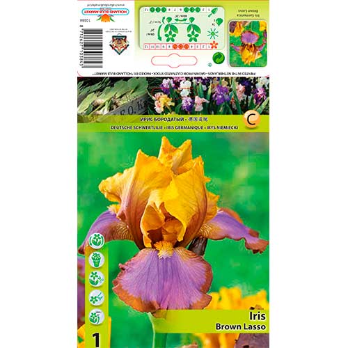1 Stück, Bartiris (Iris) Brown Lasso - Blumenzwiebeln: Ilość w opakowaniu: 1 Stück