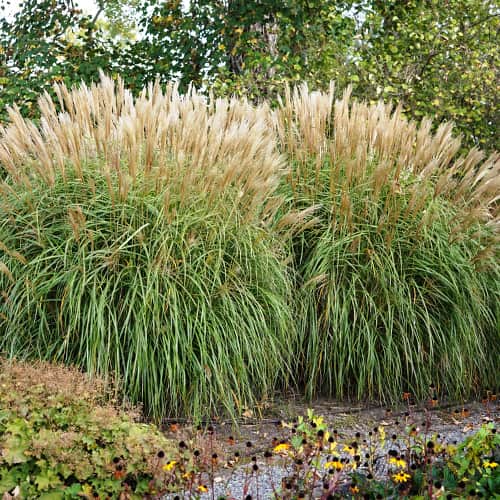1 Pflanze(n), Chinaschilf (Miscanthus) Herman Mussel - Setzlinge: Ilość w opakowaniu: 1 Pflanze(n)
