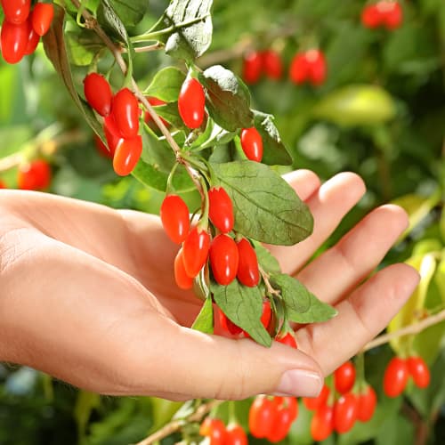 Baya de Goji grande coreana, P9 - Plántulas: Ilość w opakowaniu: 1 plantas