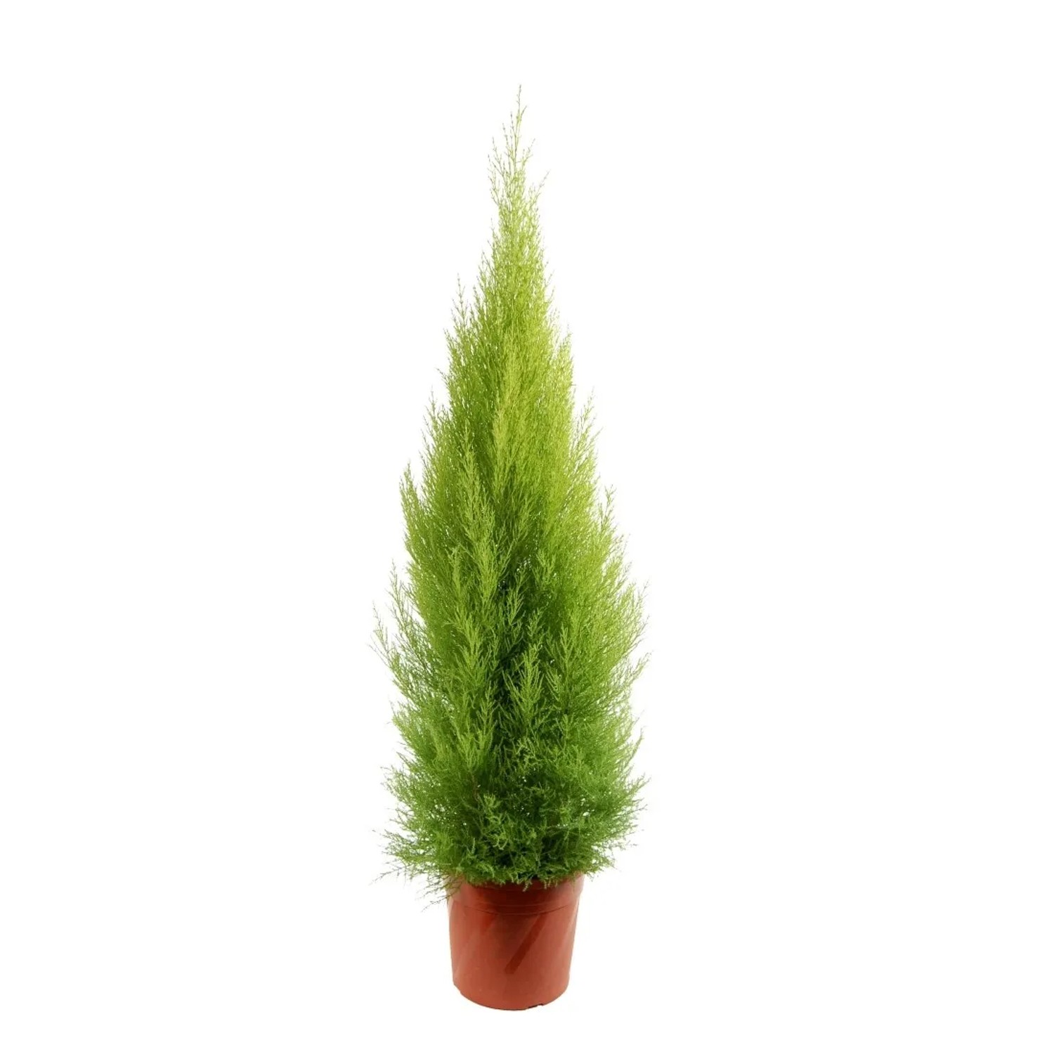 Cyprysik (Cupressus) Gold Crest Wilma - wys. ok. 130 cm, don. 27 cm