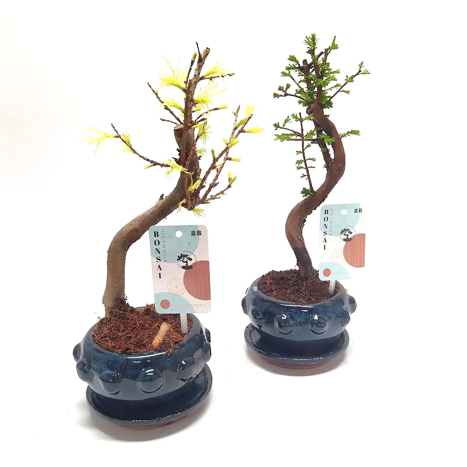 Drzewko ogrodowe Bonsai - don. 13 cm
