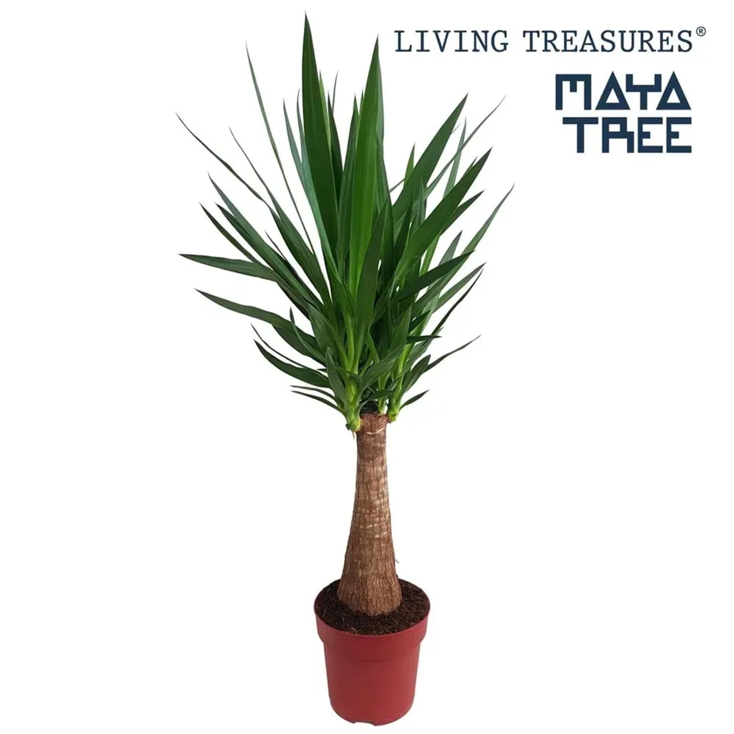 Juka (Yucca) Maya Tree - wys. ok. 110 cm, don. 23 cm