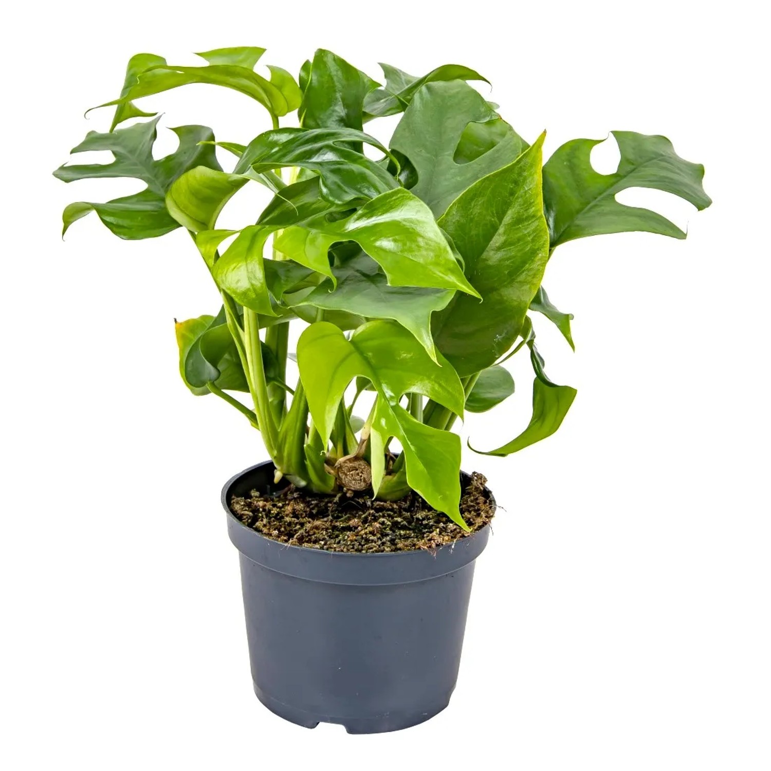 Monstera minima (Rhaphidophora tetrasperma) - 22-30 cm