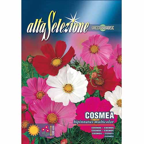 1 pac, Cosmos (Mărărițe) mix multicolor - Semințe: Mod de ambalare: 2 g