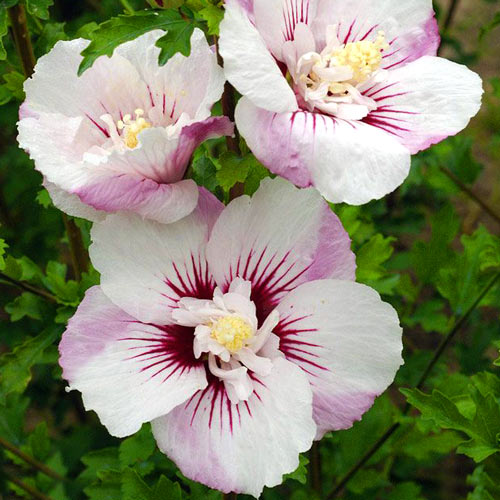 1 none, Hibiscus Gigant Matilda - : Mod de ambalare: 1 none
