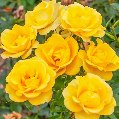 1 buc, Trandafir Floribunda Golden Smiles - Butași: Mod de ambalare: 1 buc