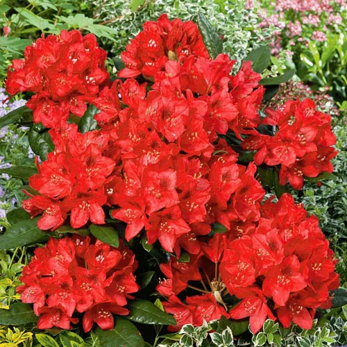 1 buc, Rhododendron Red Jack, P9 - Răsaduri: Mod de ambalare: 1 buc