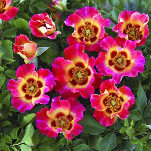 1 saz, Růže floribunda Sunshine Babylon Eyes , C5 - : Monžstvo balíkov: 1 saz