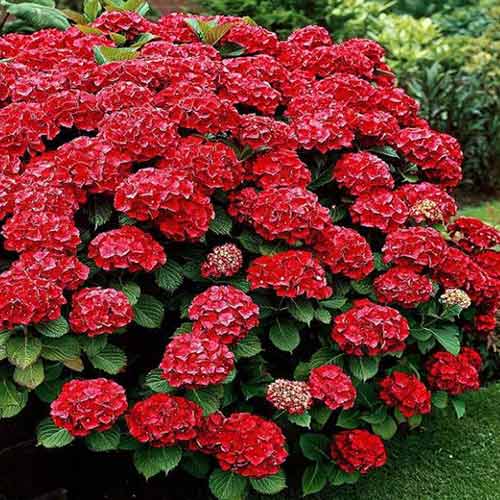 1 saz, Hortenzie velkolistá Red - : Monžstvo balíkov: 1 saz