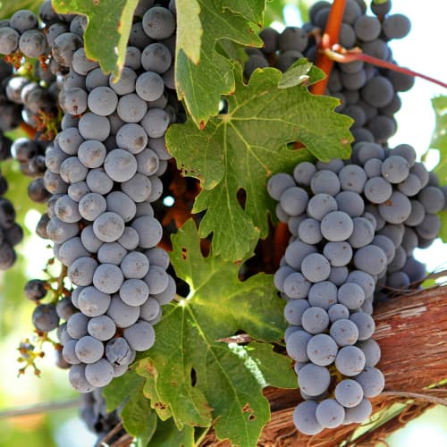 Hrozno Cabernet - : Monžstvo balíkov: 1 sad