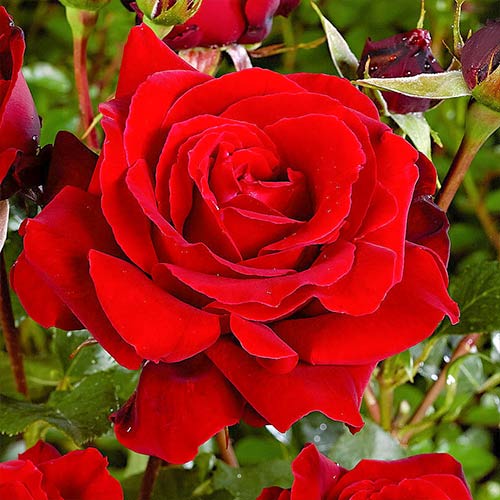 1 Pflanze(n), Edelrose Rote Rose, root ball - Setzlinge: Ilość w opakowaniu: 1 Pflanze(n)