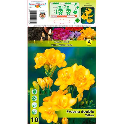 Freesia Doble Amarilla - Bulbos: Ilość w opakowaniu: 10 bulbos