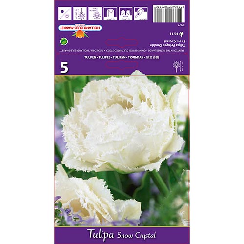 Tulipe Snow Crystal - Bulbos: Ilość w opakowaniu: 5 bulbos