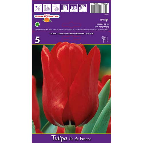 5 szt., Tulipan Ile de France - Cebule: Ilość w opakowaniu: 5 szt.
