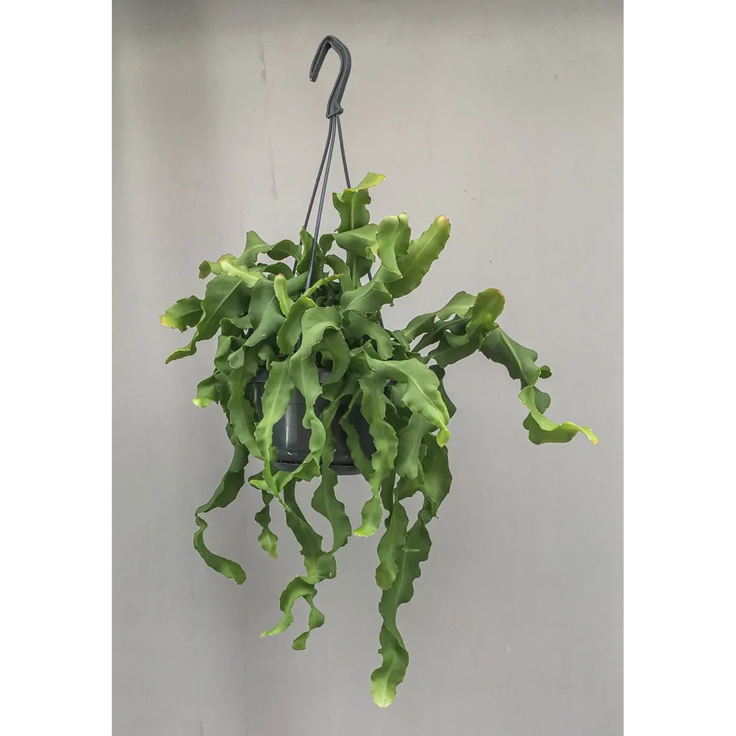 Epifilum (Epiphyllum Guatameliensis) - don. 14 cm