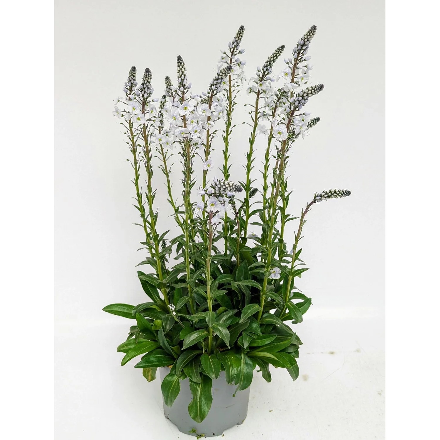 Przetacznik kłosowy (Veronica spicata) don. 17 cm