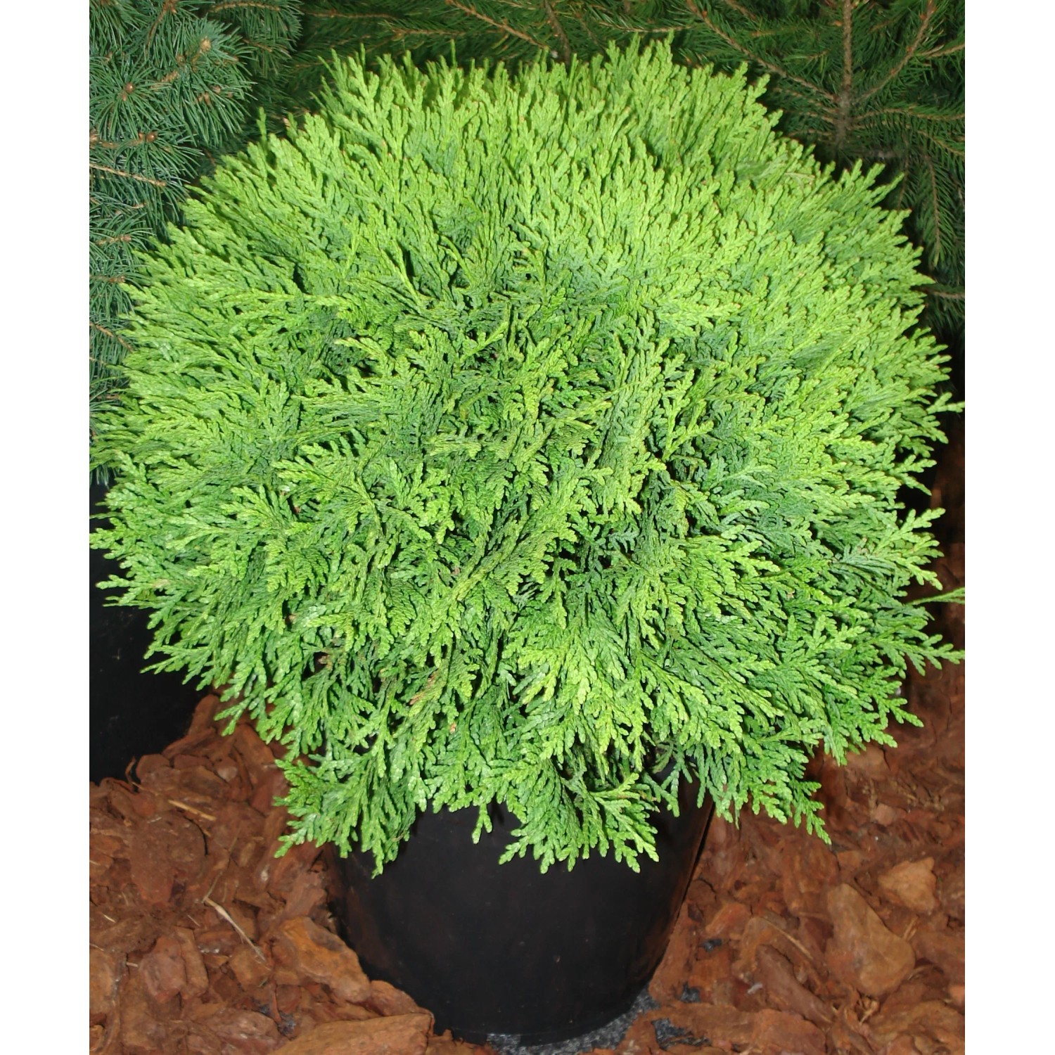 Tuja (Thuja) Danica Occidentalis - don. 5 l