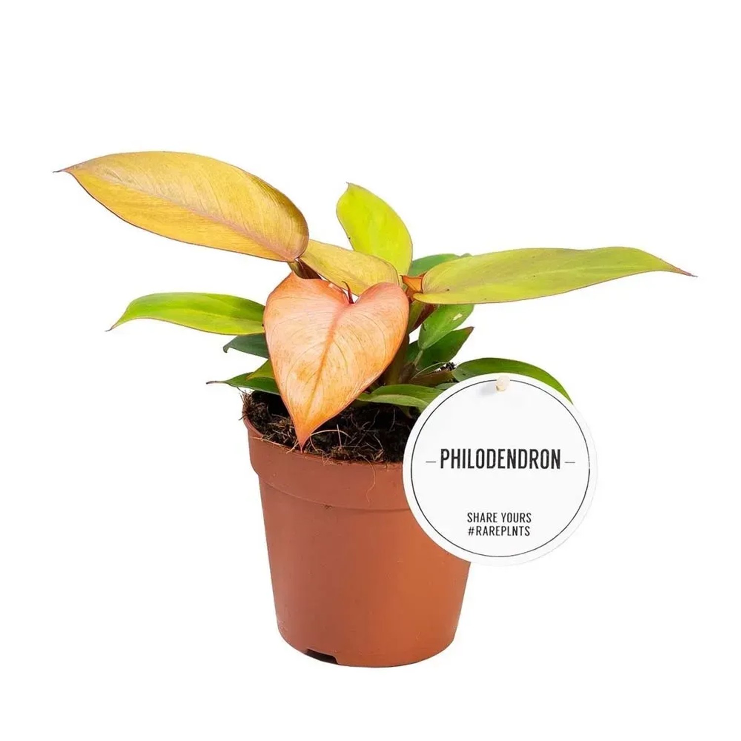 Filodendron (Philodendron) Prince of Orange - don. 12 cm