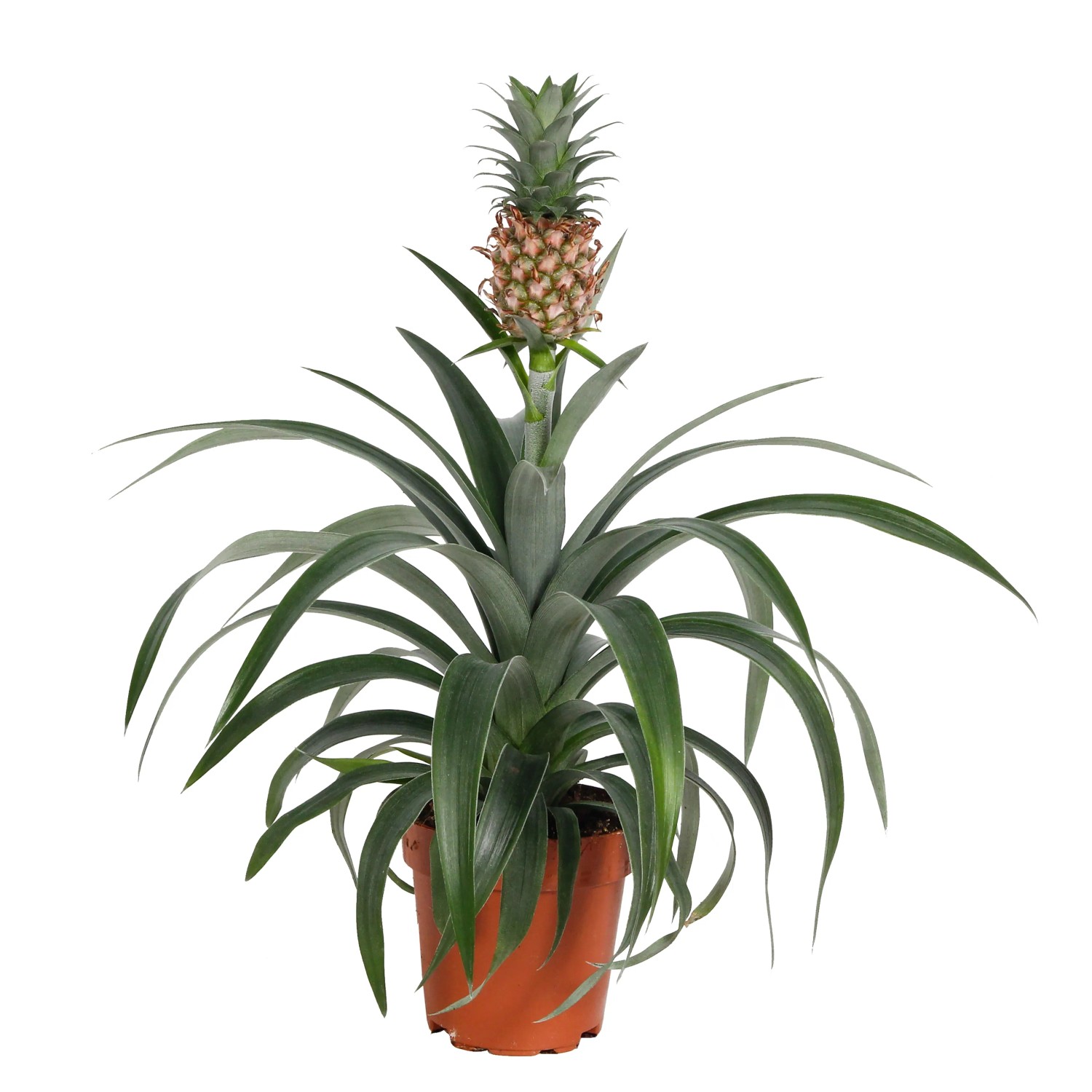 Ananas Corona z owocami don. 12cm