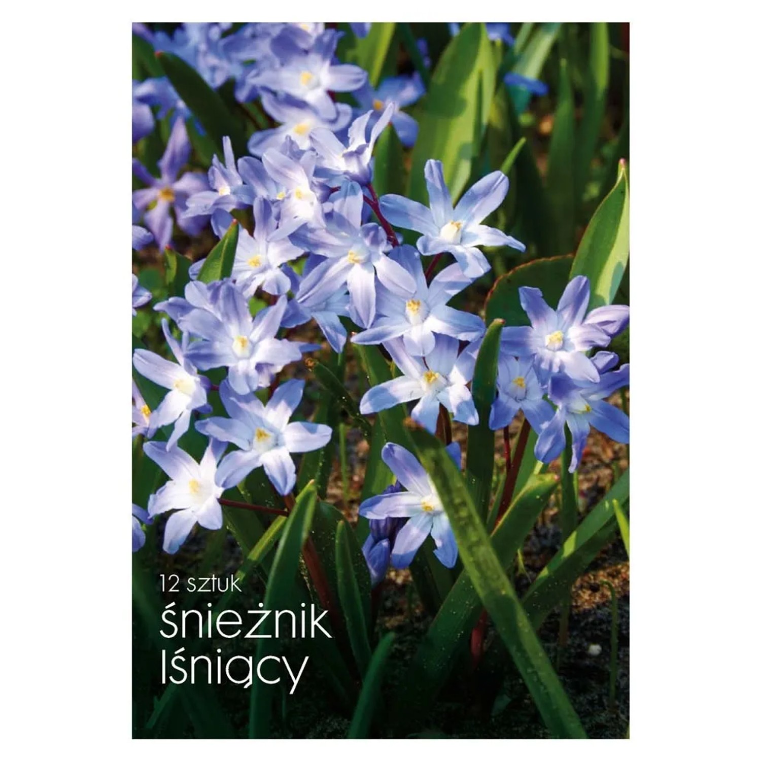 Śnieżnik lśniący - 12 szt.
