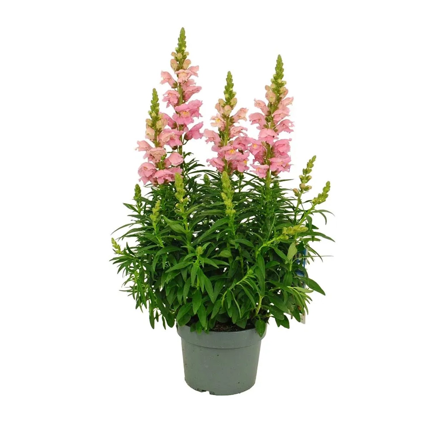 Lwia paszcza (Antirrhinum majus Sonnet) don. 19 cm