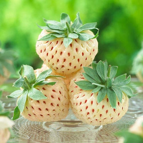 1 buc, Căpșuni Pineberry - Răsaduri: Mod de ambalare: 1 buc