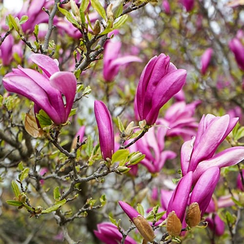 1 buc, Magnolia George Henry Kern, P9 - Răsaduri: Mod de ambalare: 1 buc