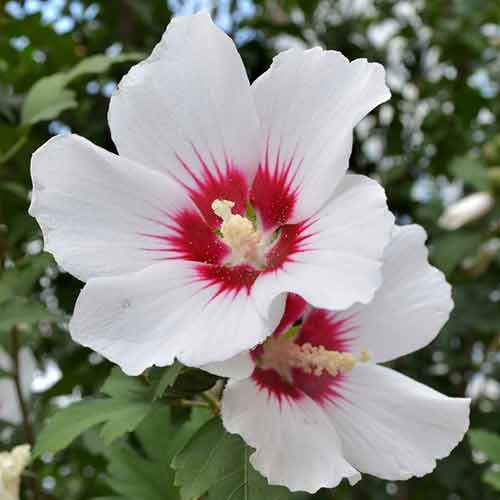 1 buc, Hibiscus Shintaeyang - Răsaduri: Mod de ambalare: 1 buc