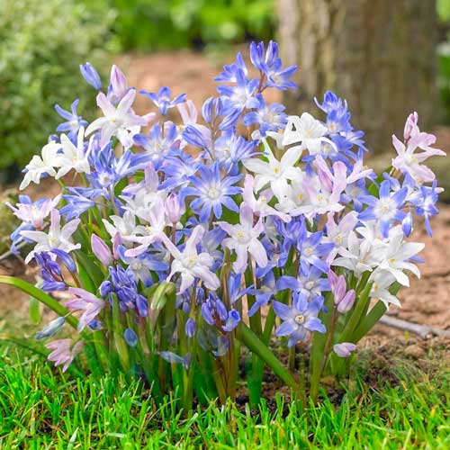 10 buc, Chionodoxa mix multicolor - Bulbi: Mod de ambalare: 10 buc