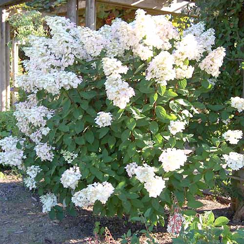 1 buc, Hortensia paniculată Unique - Răsaduri: Mod de ambalare: 1 buc