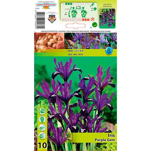 10 buc, Iris Purple Gem - Bulbi: Mod de ambalare: 10 buc