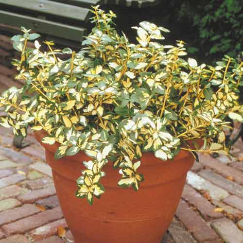 1 buc, Euonymus Blondy - Răsaduri: Mod de ambalare: 1 buc