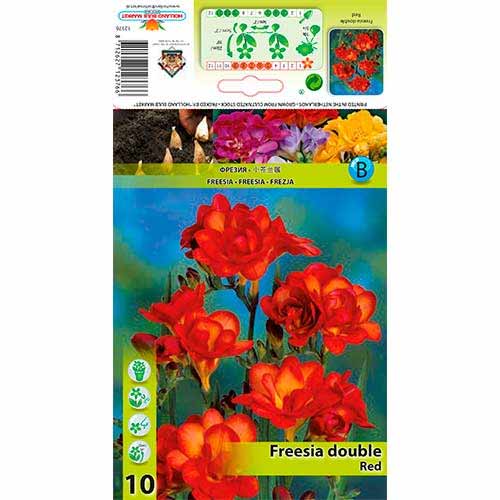 10 buc, Frezie Double Red - Bulbi: Mod de ambalare: 10 buc