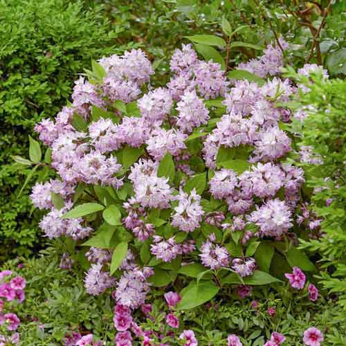 1 buc, Deutzia Kalmiiflora - Răsaduri: Mod de ambalare: 1 buc