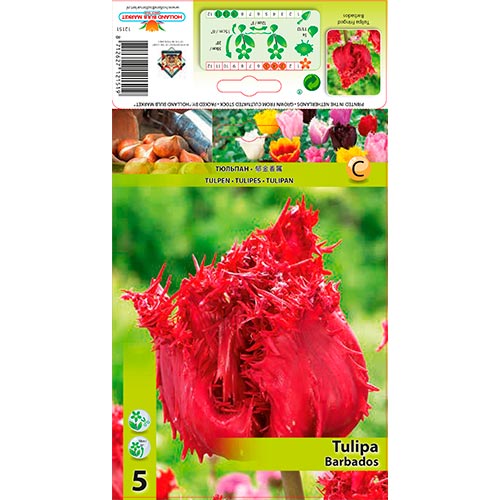 5 buc, Lalele Barbados - Bulbi: Mod de ambalare: 5 buc