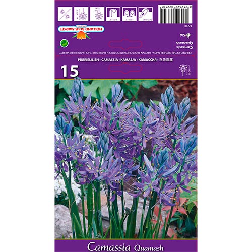15 buc, Camassia (Zambilă indiană) Quamash - Bulbi: Mod de ambalare: 15 buc