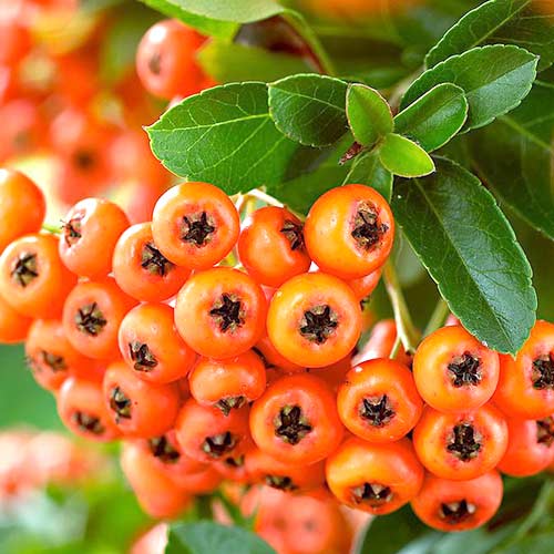 1 buc, Pyracantha Orange Charmer - Răsaduri: Mod de ambalare: 1 buc