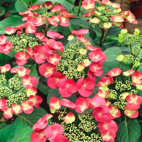 1 buc, Hortensia macrophylla Rotkehlchen, P9 - Răsaduri: Mod de ambalare: 1 buc