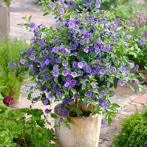 1 buc, Umbra nopții (Solanum rantonnetii) - Răsaduri: Mod de ambalare: 1 buc
