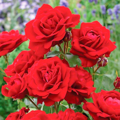 1 buc, Trandafir Floribunda Diademe Red - Butași: Mod de ambalare: 1 buc