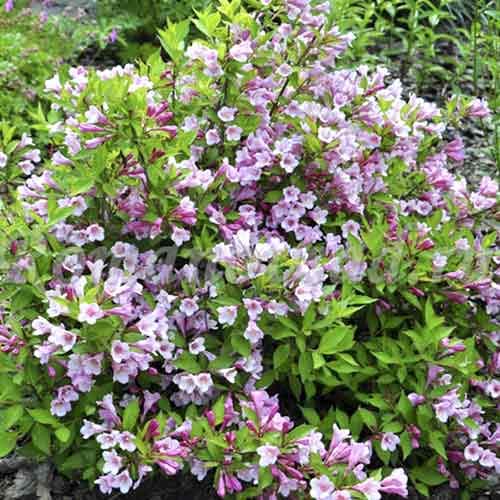 1 buc, Weigela Tango - Răsaduri: Mod de ambalare: 1 buc